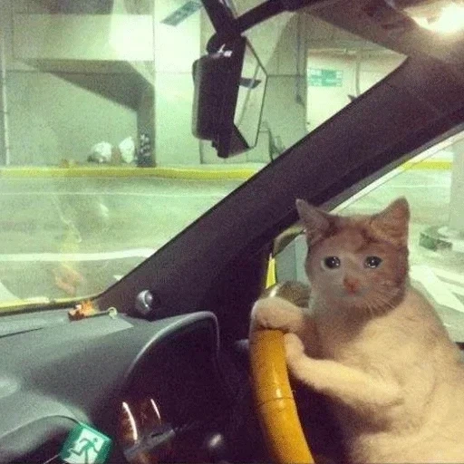 cat, cats, the cat is a taxi driver, a cat driving, cat driving meme