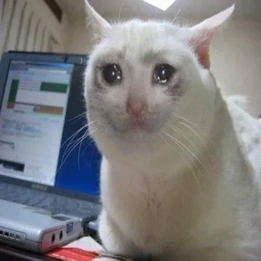 die katze weint mit einem meme, die katze weint das meme, die katze weint das meme, mem crying cat, weinen katzenmeme