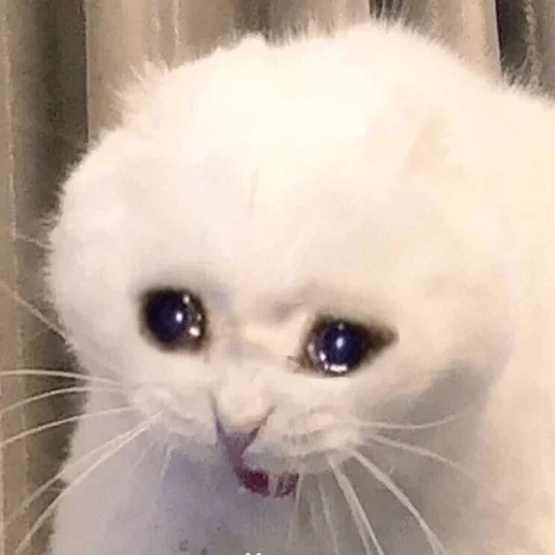 crying cats, crying cat, the cat is sad, crying cat meme, sad cat meme