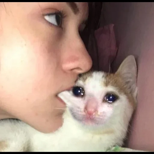 gato, gato gato, gatos lindos, los animales son lindos, un gato gentil