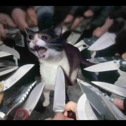 un gato con un cuchillo, gato con un meme de cuchillo, los gatos son divertidos, el gato con cuchillos alrededor, un gato rodeado de cuchillos