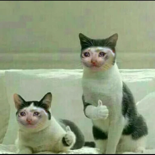 cat, cat, the cats are funny, funny cat brother, cute cats are funny