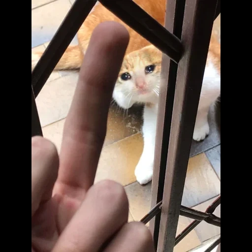 gatti, gatti, gatto gatto, i gatti sono carini