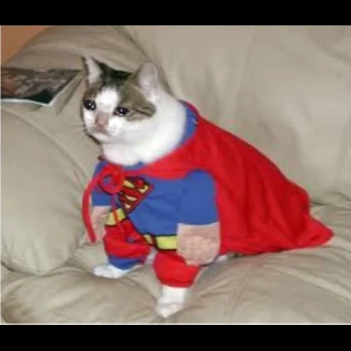 die katze ist superheld, cat superhelden, superhelden katze, cat superhelden kostüm, katzenkostüme von superhelden