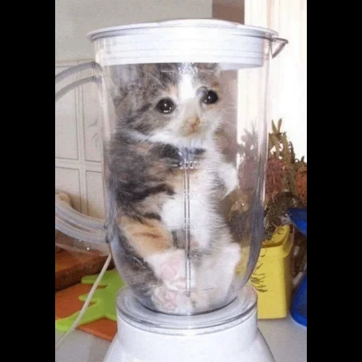 cat, cat, cat blender, cat bleerier, the animals are cute