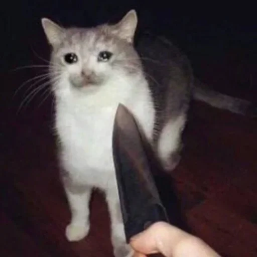 der kater, messermeme, eine katze mit einem messer, eine katze mit einem messer, katze mit einem messermeme