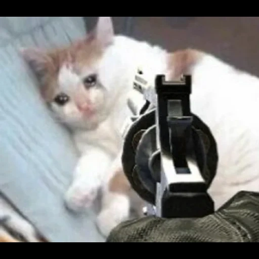 gatos, meme gatito, gatito, querido meme de gato, gato llorando con una pistola