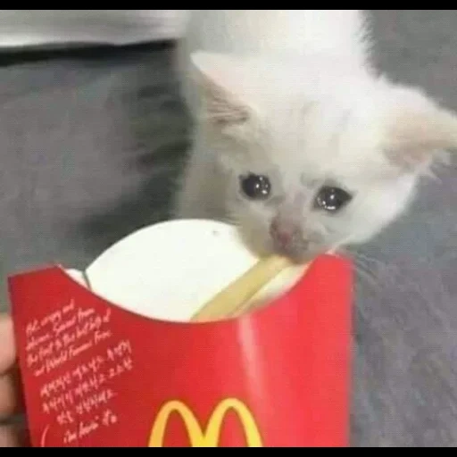 gato, um meme de gatinho, caro cat meme, gatos fofos são engraçados, gato come batatas grátis