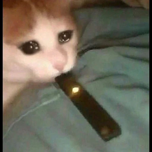 juul, cat vape, funny cats, the cats are funny, real train mod