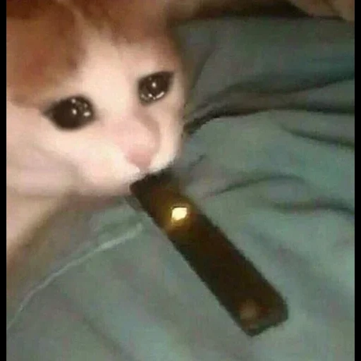 juul, cat vape, gatti divertenti, i gatti sono divertenti, real train mod