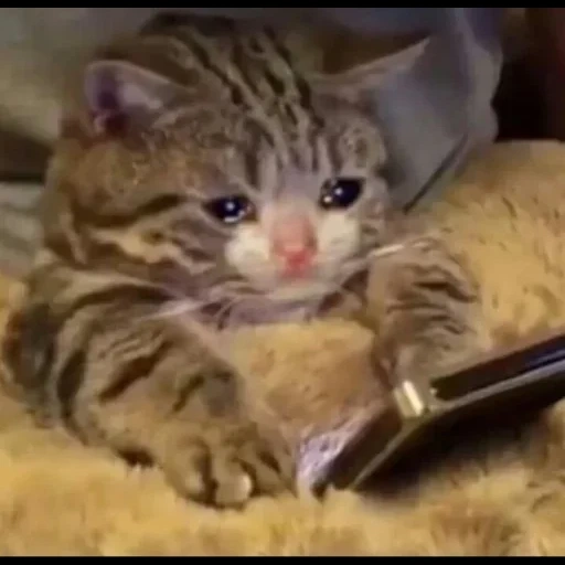 cat, the cat is funny, crying cats, sad cat, funny animals
