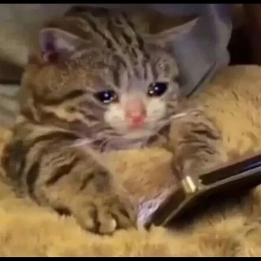 gato, el gato es divertido, gatos lloradores, gato triste, animales divertidos