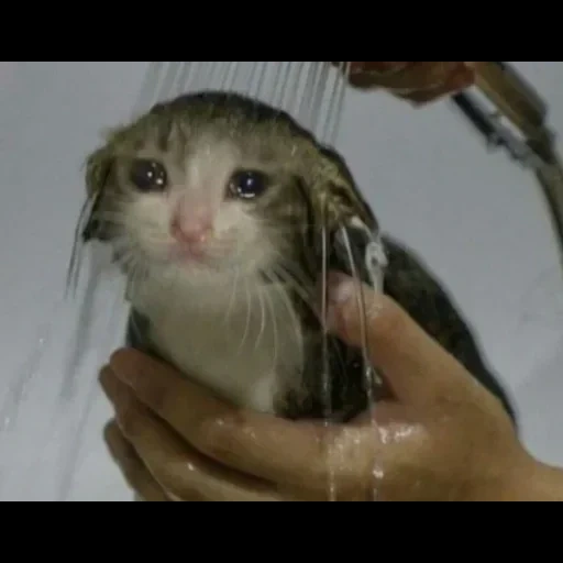 kucing, cat menangis, cat menangis, meme kucing basah, binatang ceria