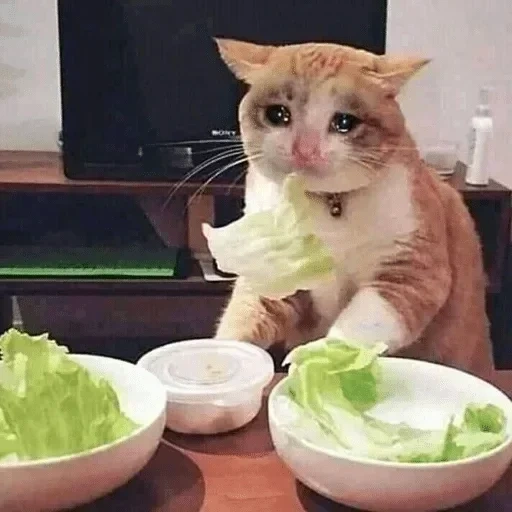 gatto, meme alimentari, nifkusna è triste, gli animali sono divertenti, gatto triste ma delizioso