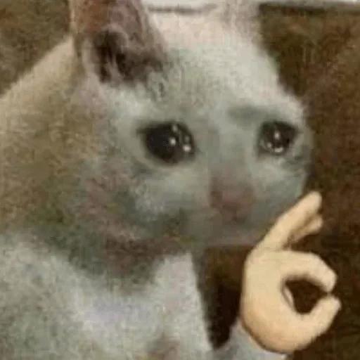 meme de gato, gatos chorando, o gato chora com um meme, mem crying cat, um gato chorão