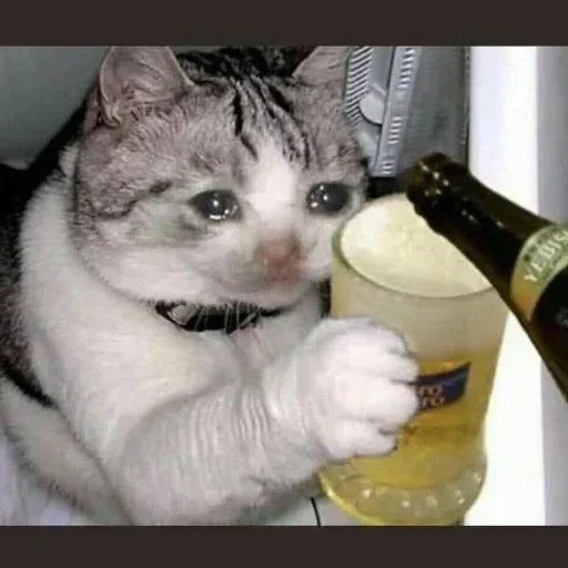 cat, cat cat, drinking cat, drunk cats, funny cute cats