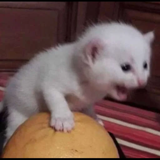 chat crie, chat hurlant, les animaux sont drôles, les chats mignons sont drôles, photos d'animaux mignons