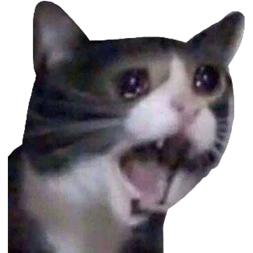 schreiende katze, weinende katzen, ein schreiendes katzenmeme, hilft mir jemand, die katze weint das meme