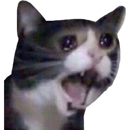 gato gritando, gatos lloradores, un meme de gato gritando, que alguien me ayude, el gato llora el meme