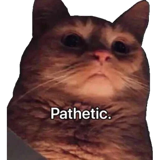 cat, cat meme, spaghetti, pathetic meme cat