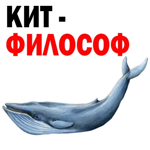 whale, i'm a whale, blue whale, whales and dolphins, cetacean representative