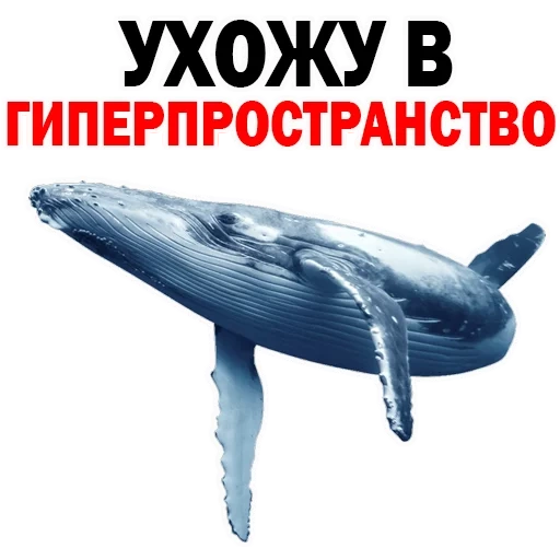 chat, baleines, baleines à un, ce que signifie keith, journée mondiale de kitov