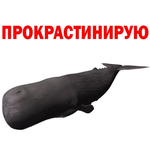 balene, testo, capodoglio, figura da collezione sperma whale 88391, figura safari ltd kashalot 275529
