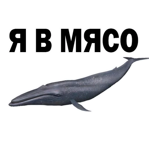baleia, baleias, piada, kit com fundo branco