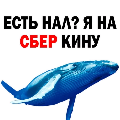 киты, whale, синий кит, кит голубой, кит белом фоне