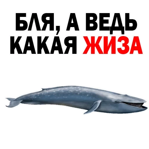 paus, whale, pemikir keith, paus biru yunus, koleksi boneka paus biru 88044