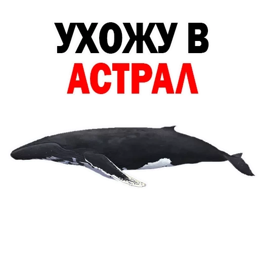 wale, wal, kit denker, abbildung mojo sealife humpbacked whale 387119