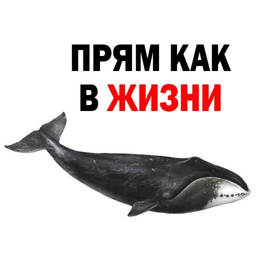 киты, whale, кит мыслитель, гренландский кит, гренландский кит balaena mysticetus
