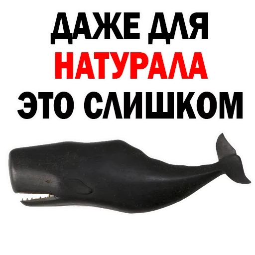 balene, balena, capodoglio, kit sperma whale, kit sperm whale toy