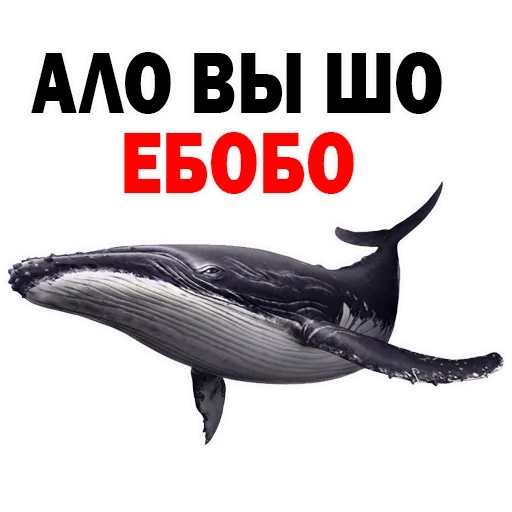 кит, киты, ебобо, человек, игра синий кит