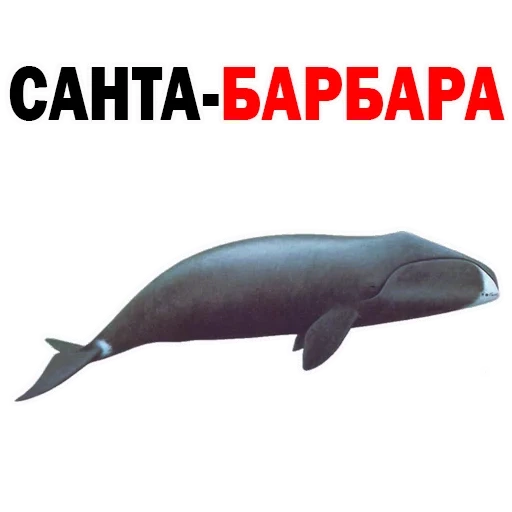 whale, whale, white-bottomed whale, bowhead whale, greenland polar whale balaena mysticetus