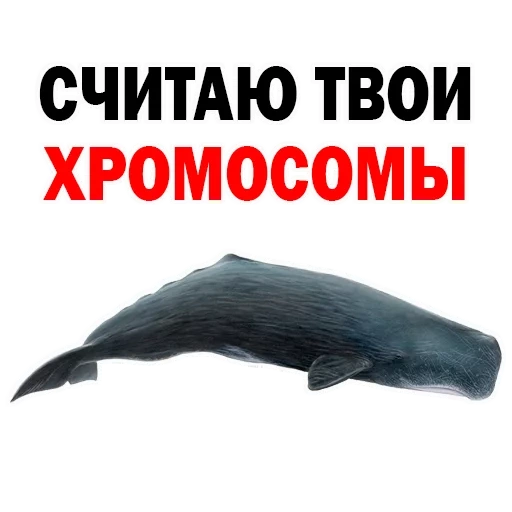 balene, capodoglio, kit sperma whale, kit pensatore, creature marine