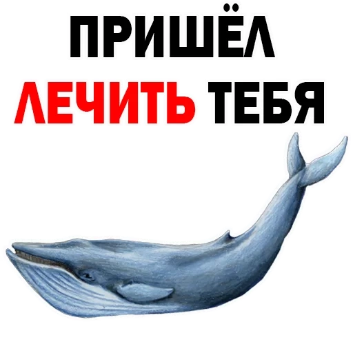 baleines, baleine bleue, kit dolphin, baleines dauphins, kit avec un fond blanc