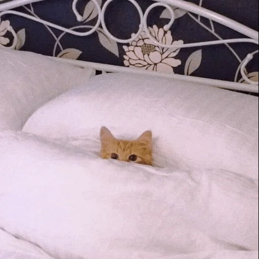 kucing, tempat tidur kucing, kucing dari tempat tidur, tempat tidur kucing, tempat tidurnya adalah anak kucing
