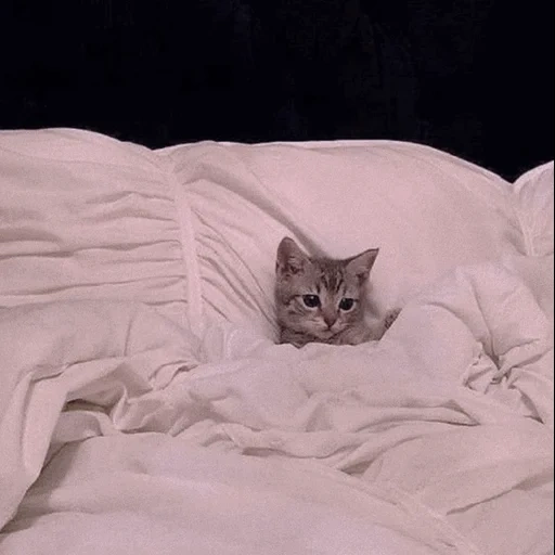 милые котики, котик постели, сонный котенок, котики смешные, сладких снов котенок