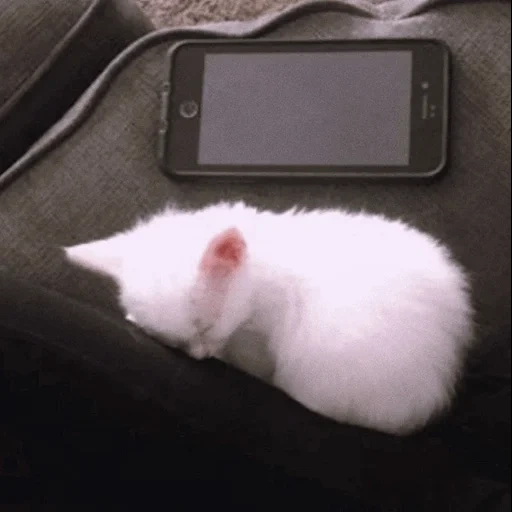 chat, duveteux, hamster albino, hamster syrien albino, syrien long-hamster albino
