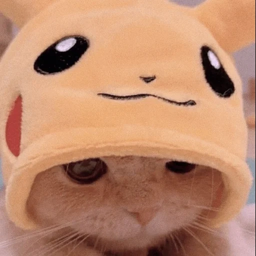pikachu, cat pikachu, um chapéu de gato fofo, os animais são engraçados, os animais mais fofos