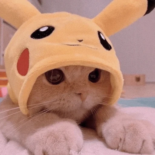 chat, chat mignon, chat pikachu, chats mignons, un joli chapeau de chat