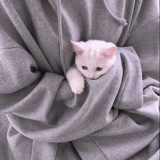 cat, cats aesthetics, kittens aesthetics, the cat is a white blanket, cute cats aesthetics