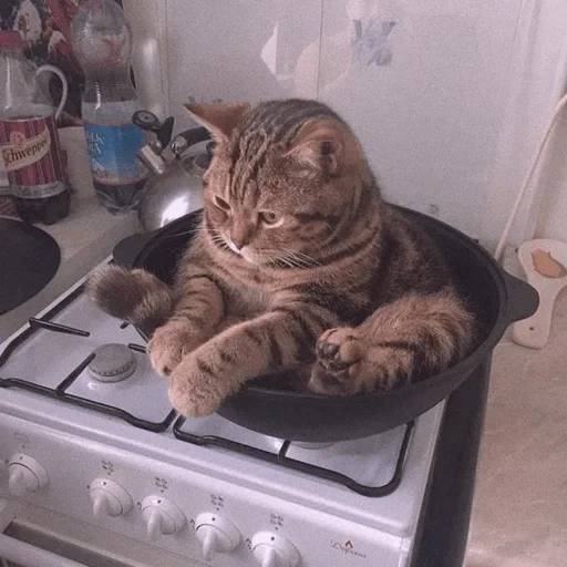 кот, мой кот, кот юмор, кот кастрюле, кот сковороде