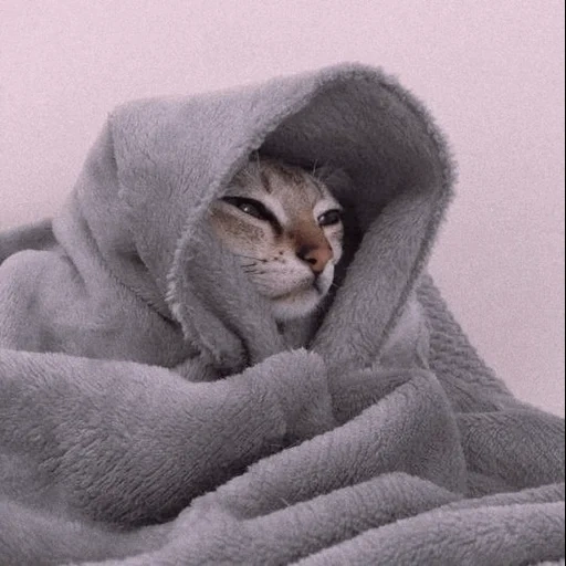 gatti, gatto, gatto, il gatto è una coperta, il gatto più dolce