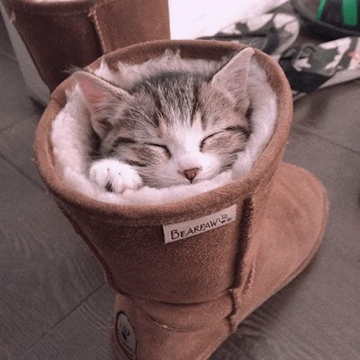 cat, the cat is funny, funny cats, kitty booty, the cat sleeps a boot
