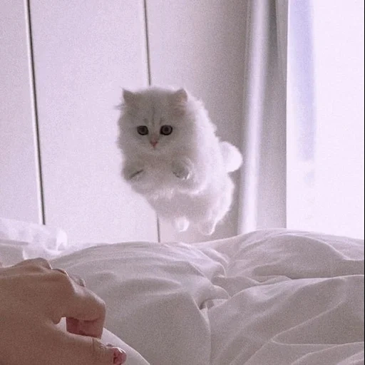 cat, the kitten is white, fluffy kittens, cats aesthetics, cute cats aesthetics