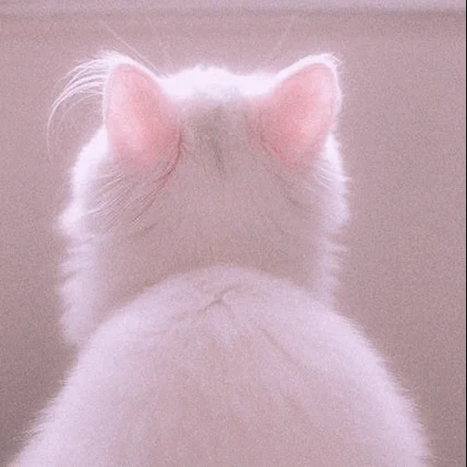 animalier, white cat, cat with his back, white fluffy cat, white fluffy cat is funny