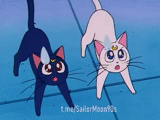 sailor moon, sailormun cat, lua seilormun, sailormun cat, artemis saylormun cat