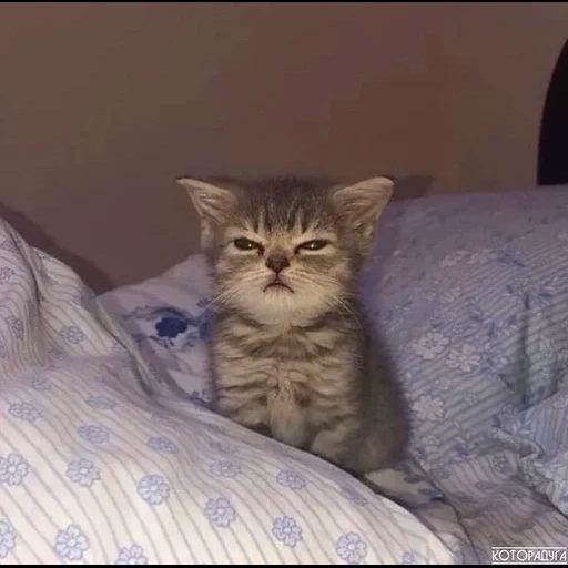 sleepy cat, the cat got enough sleep, funny cats, angry sleepy kitten, a displeased kitten